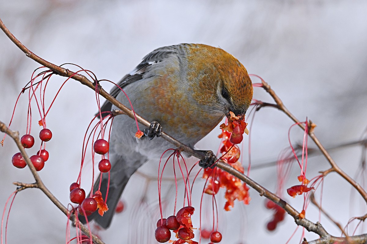 Hakengimpel - ML646319490