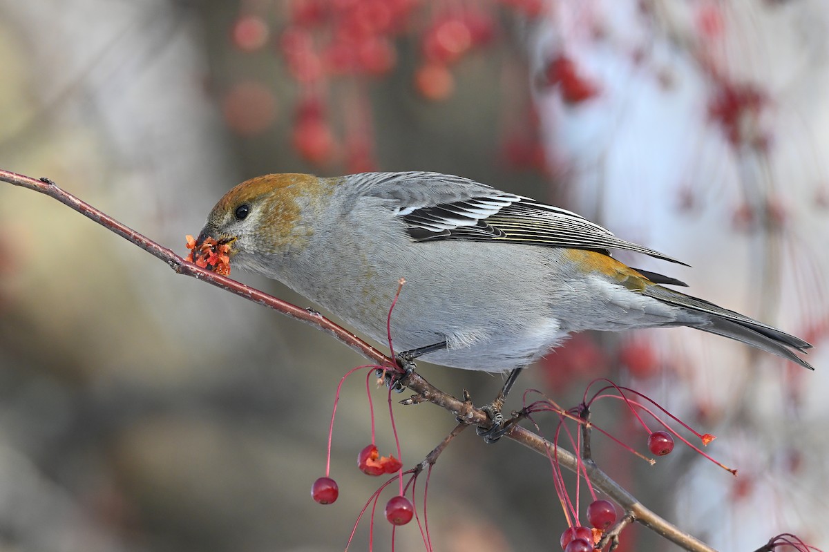 Hakengimpel - ML646319491