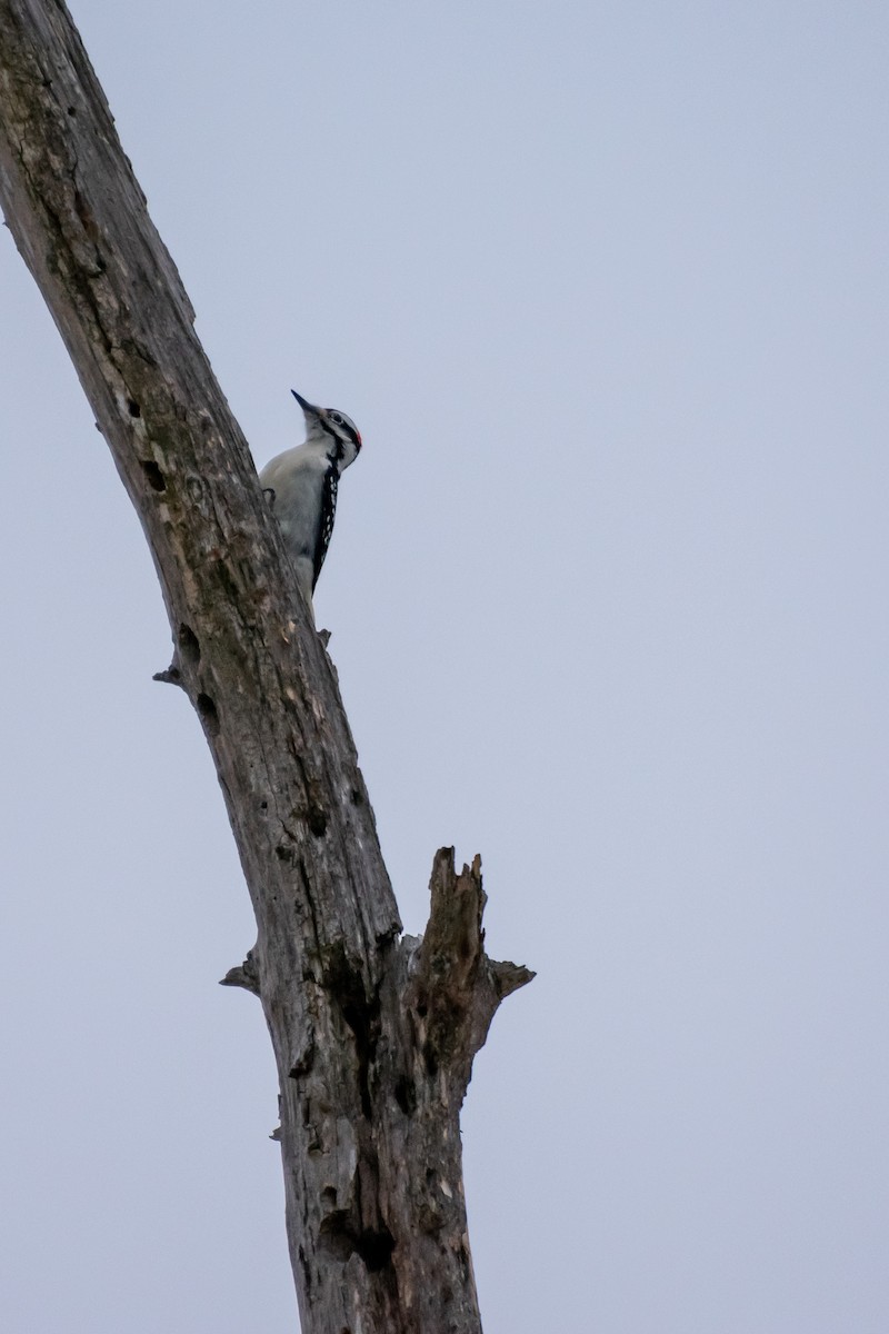 セジロアカゲラ - ML646319492