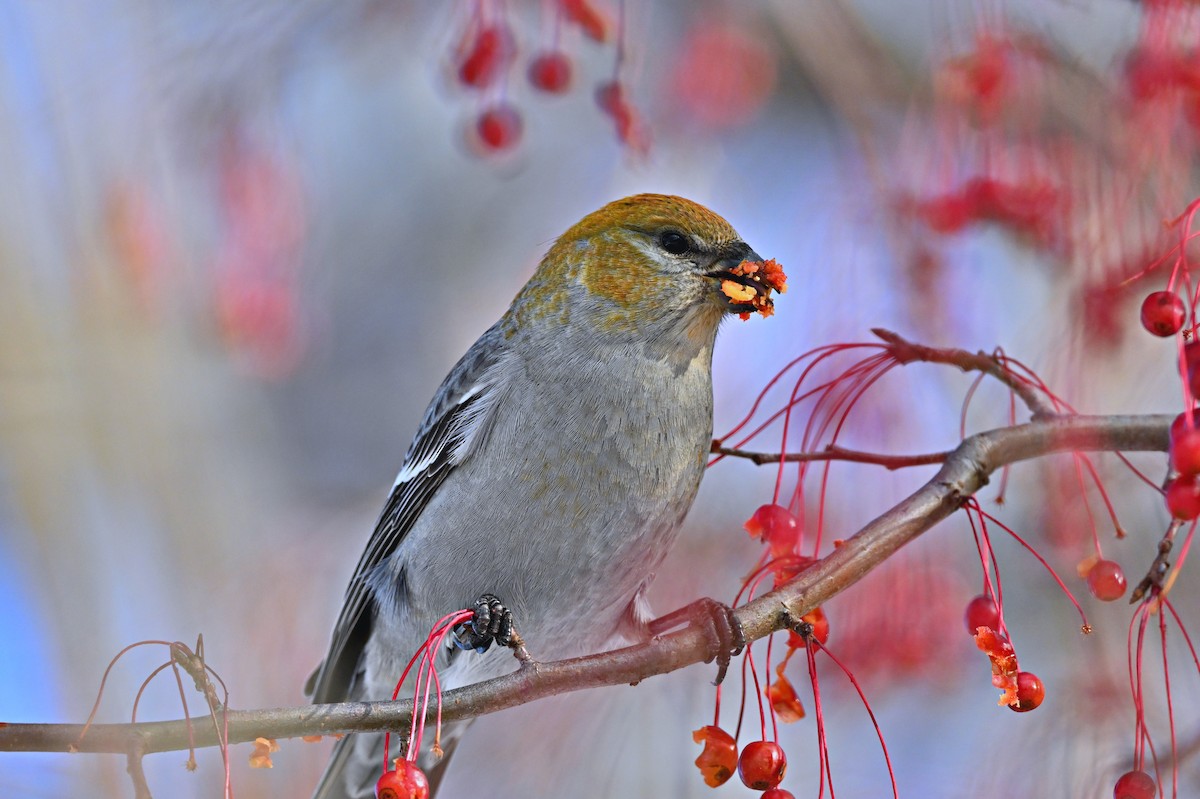 Pine Grosbeak - ML646319493