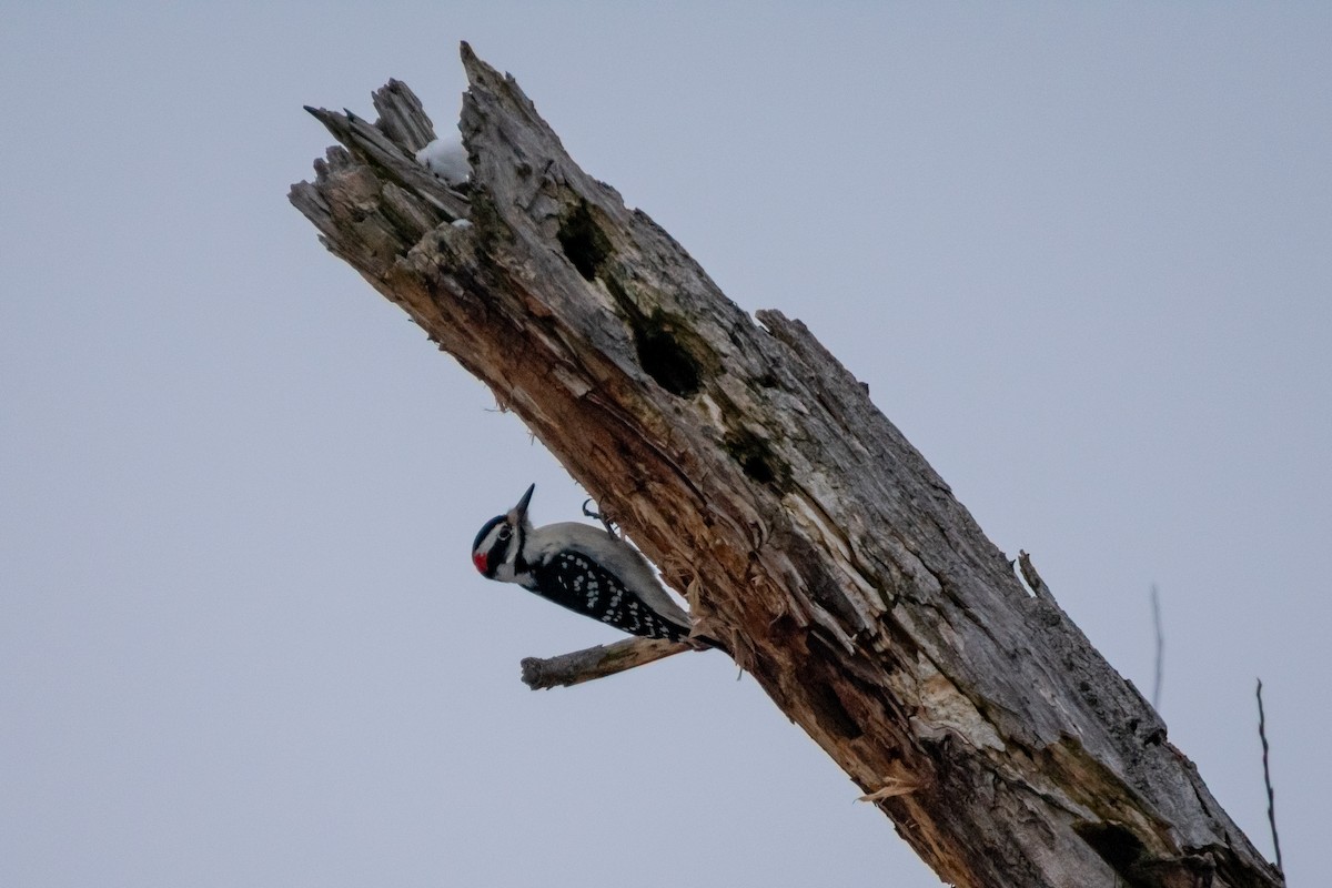 セジロアカゲラ - ML646319494