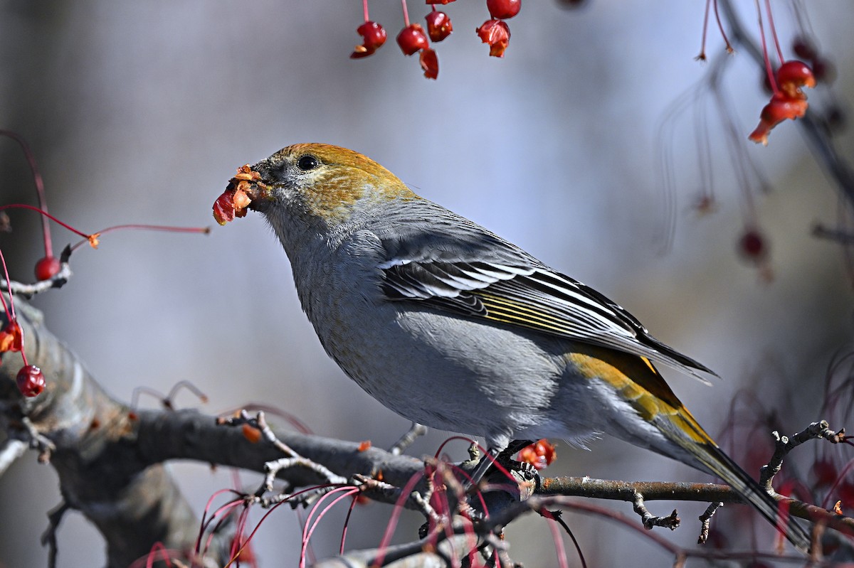 Pine Grosbeak - ML646319495