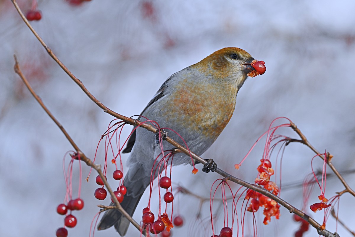 Pine Grosbeak - ML646319496
