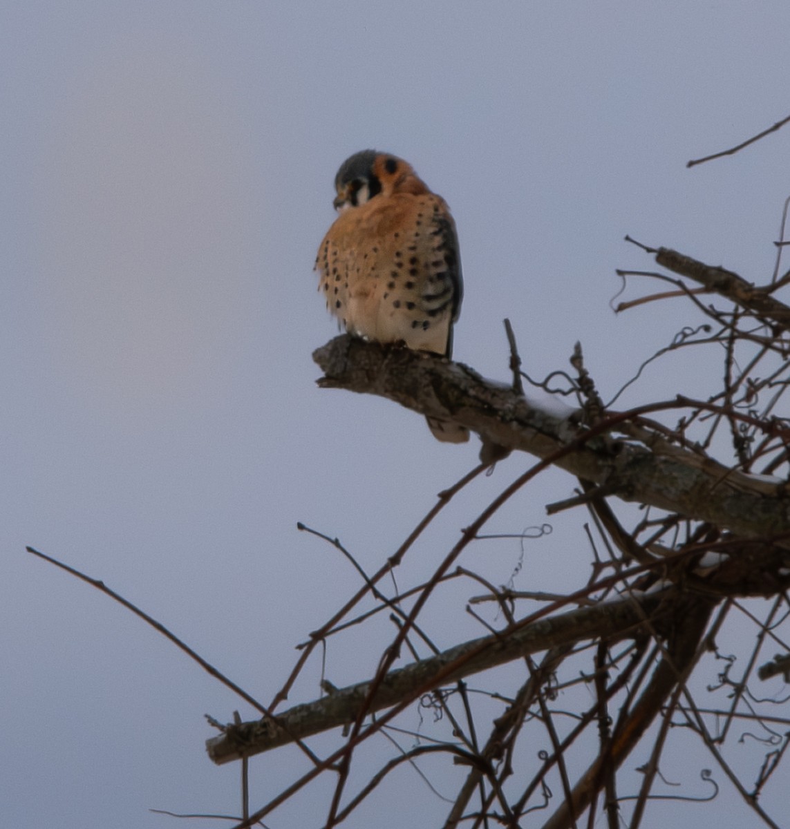 American Kestrel - ML646319498