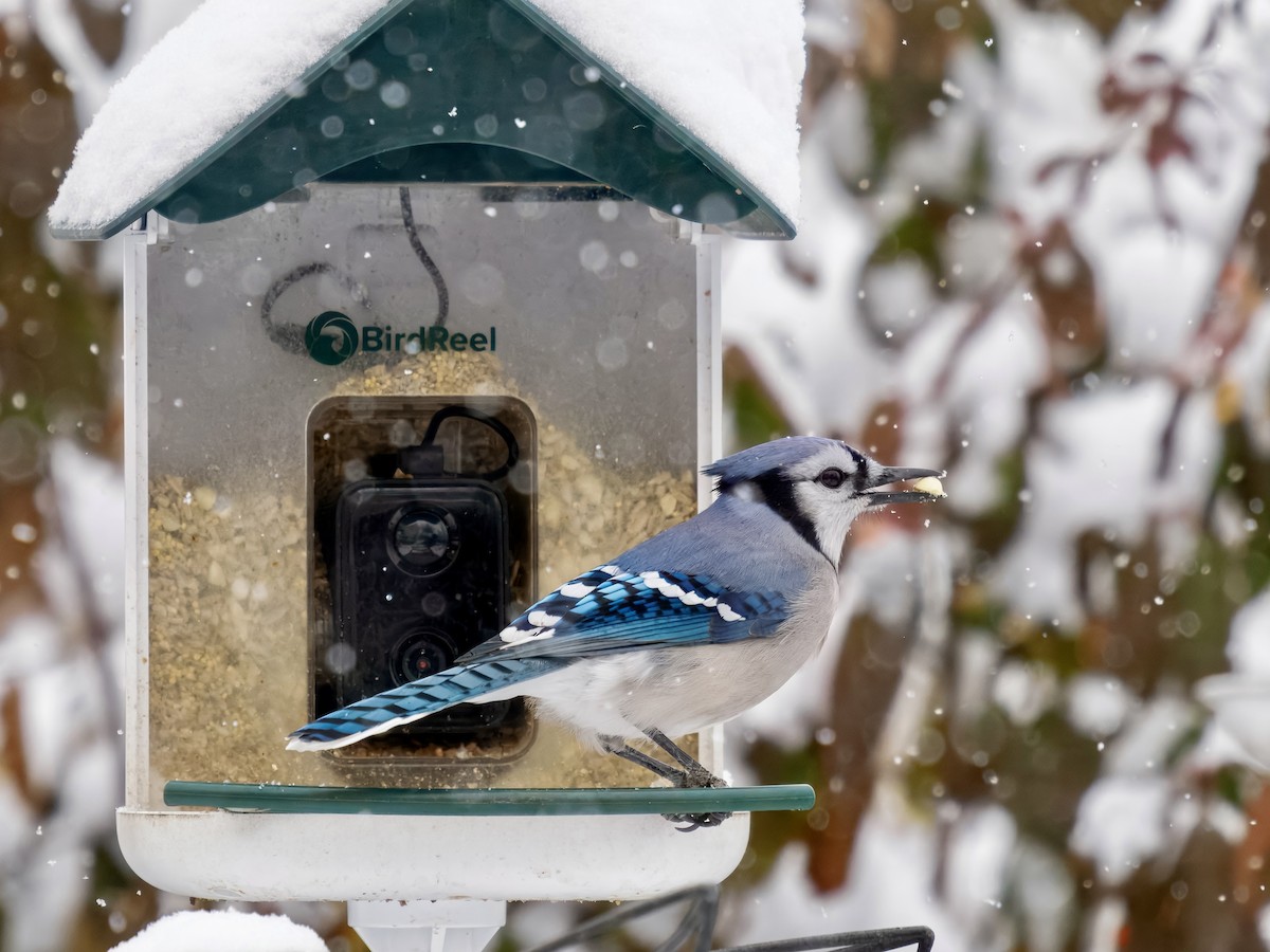 Blue Jay - ML646319500