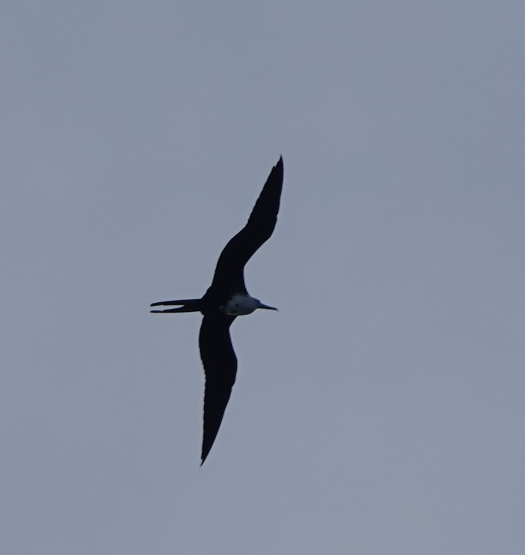 アメリカグンカンドリ - ML646319501