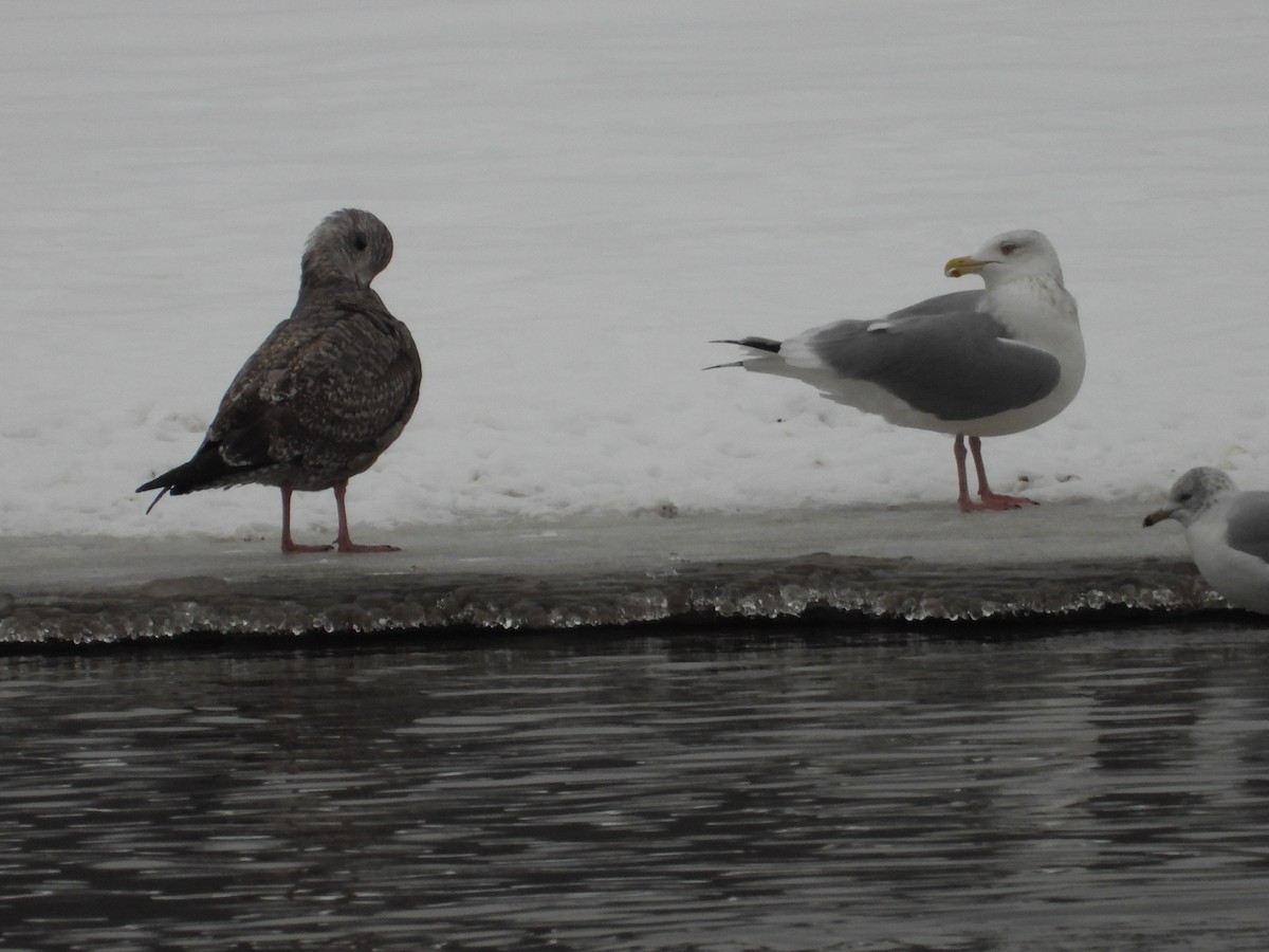 American Herring Gull - ML646319504