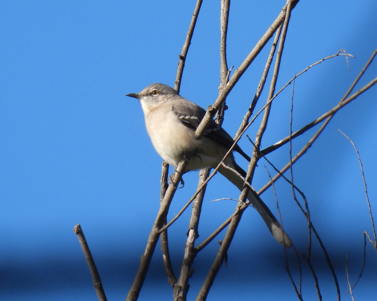 Northern Mockingbird - ML646319506