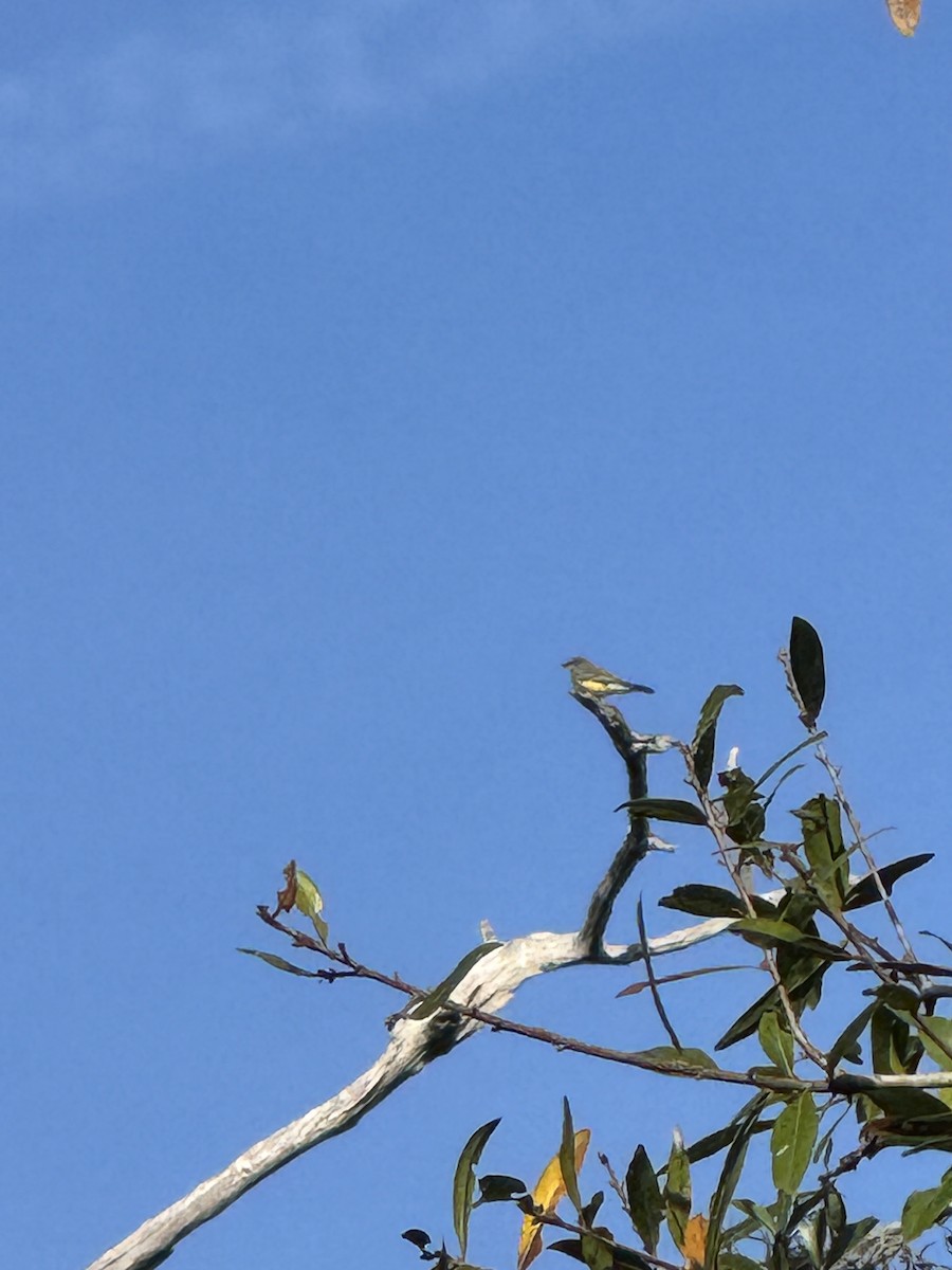 Cassin's Kingbird - ML646319510