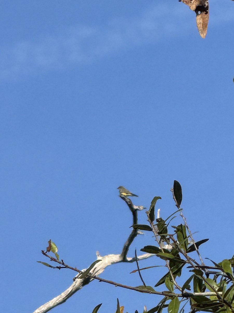 Cassin's Kingbird - ML646319511