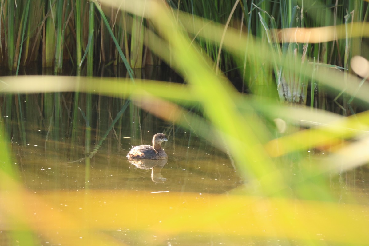 Pied-billed Grebe - ML646319512
