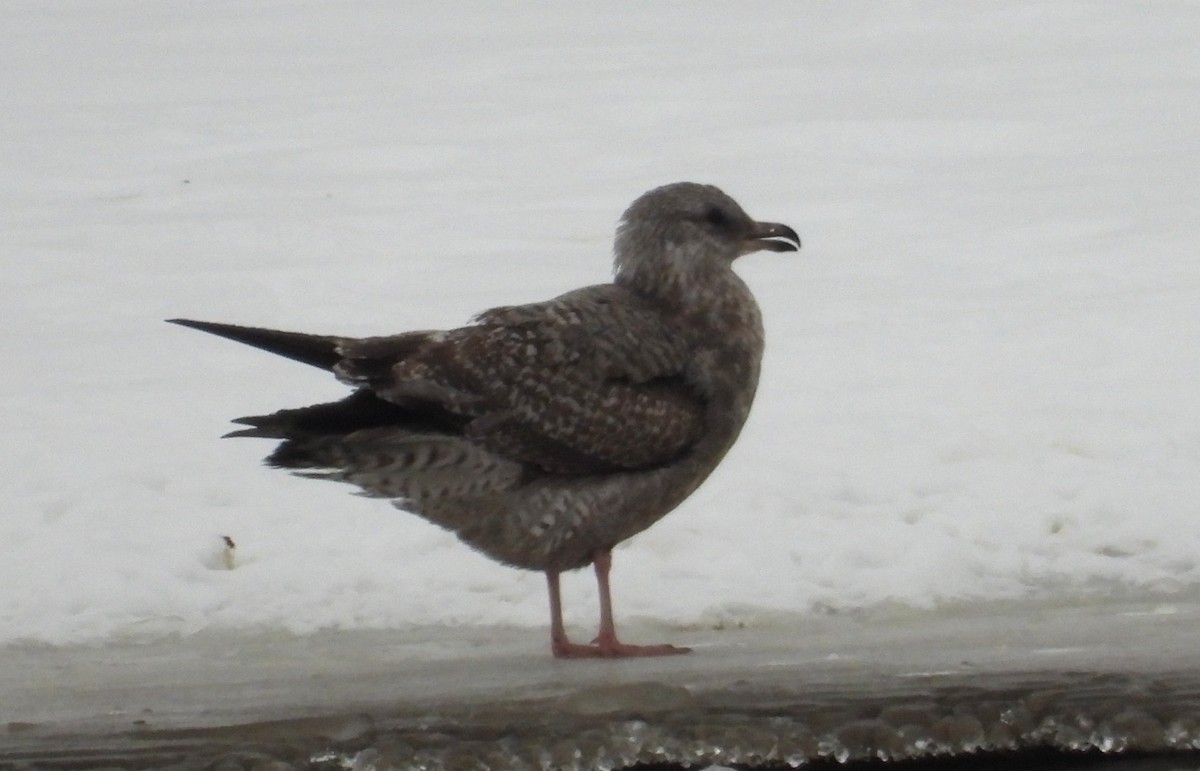 American Herring Gull - ML646319513