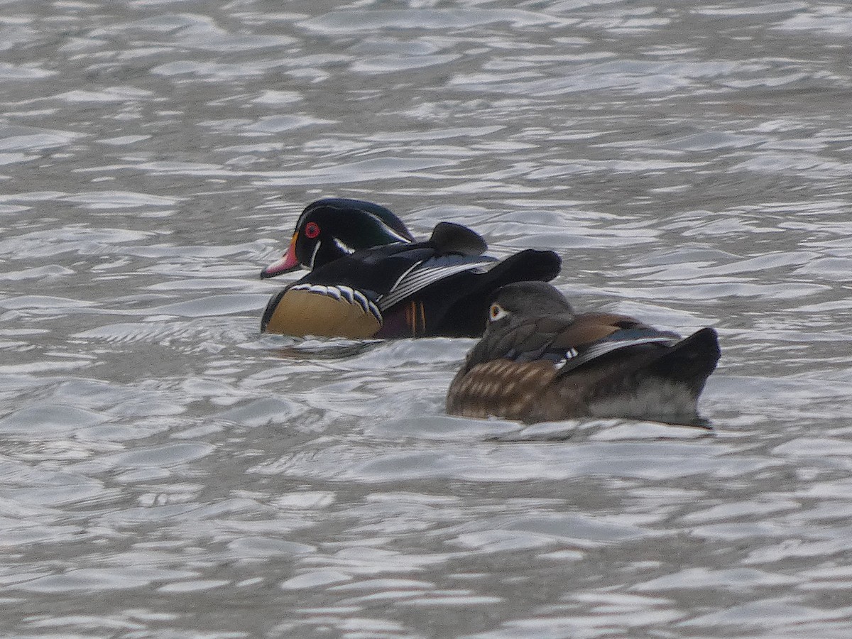 アメリカオシ - ML646319514