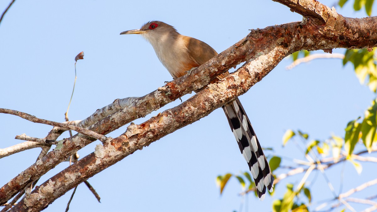 Puerto Rican Lizard-Cuckoo - ML646319515