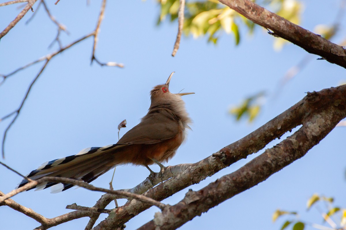Puerto Rican Lizard-Cuckoo - ML646319516