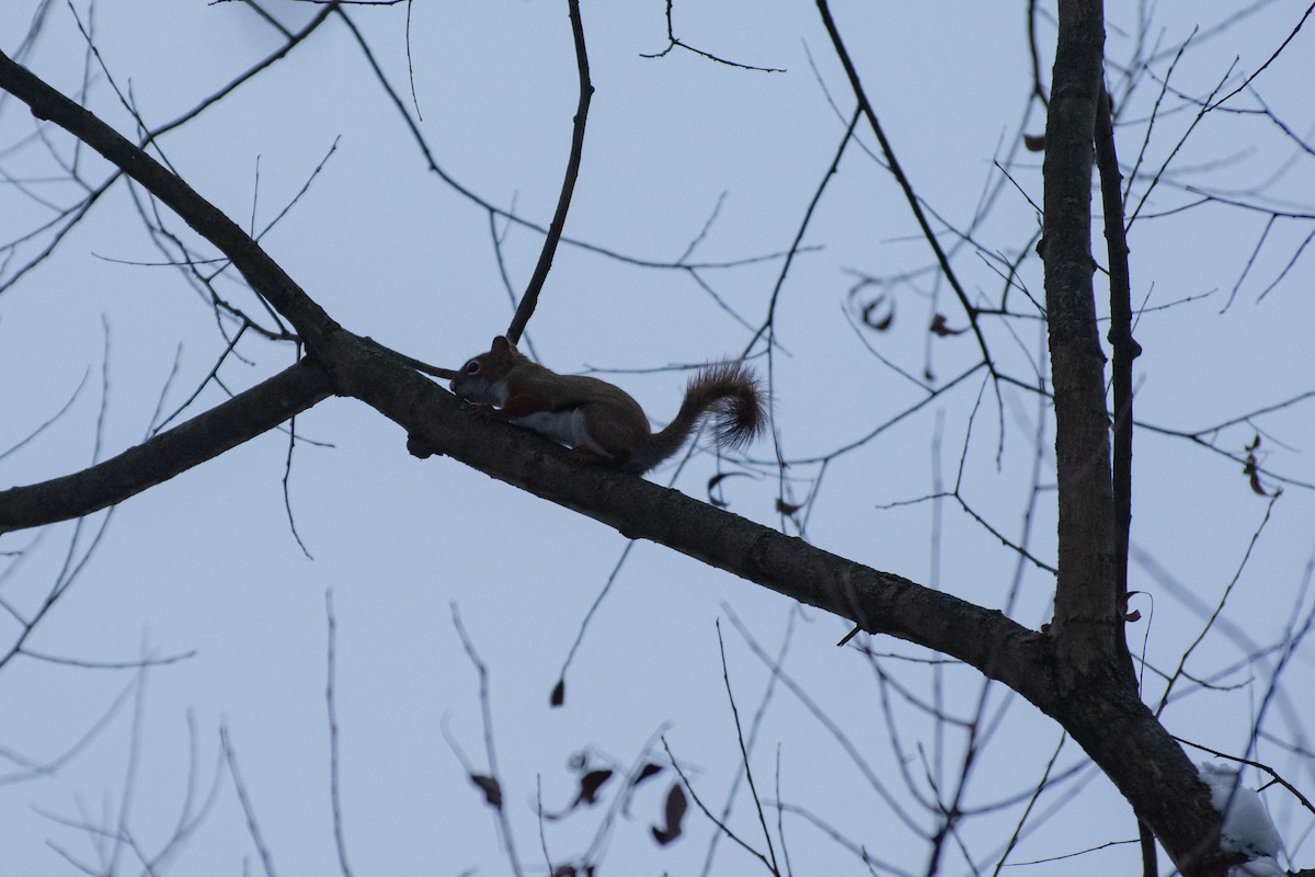 アメリカアカリス - ML646319518