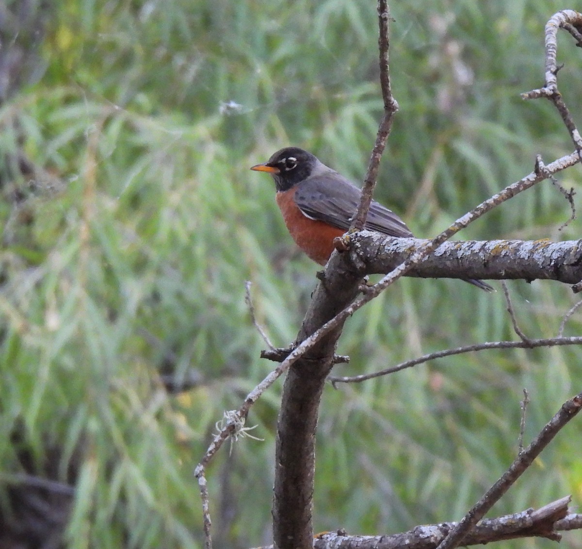 American Robin - ML646319520