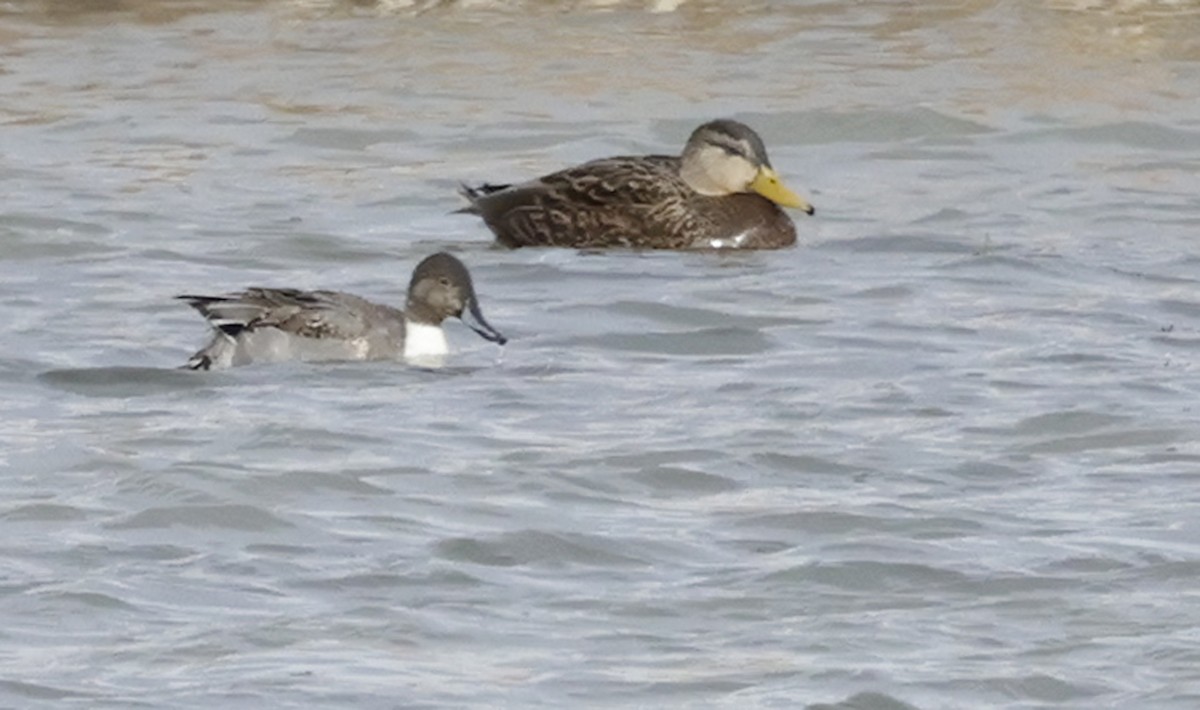 Mexican Duck - ML646319521