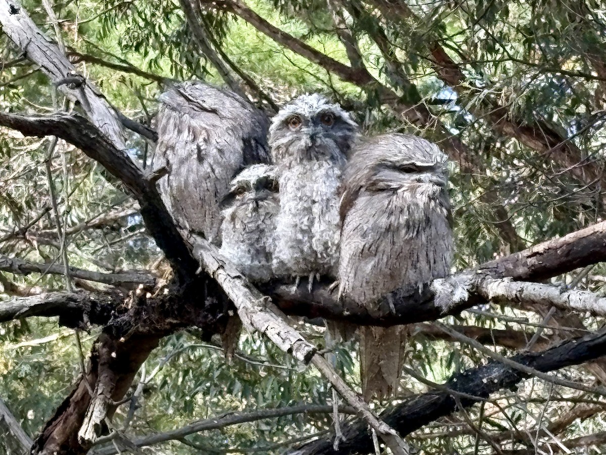 Podargo Australiano - ML646319522