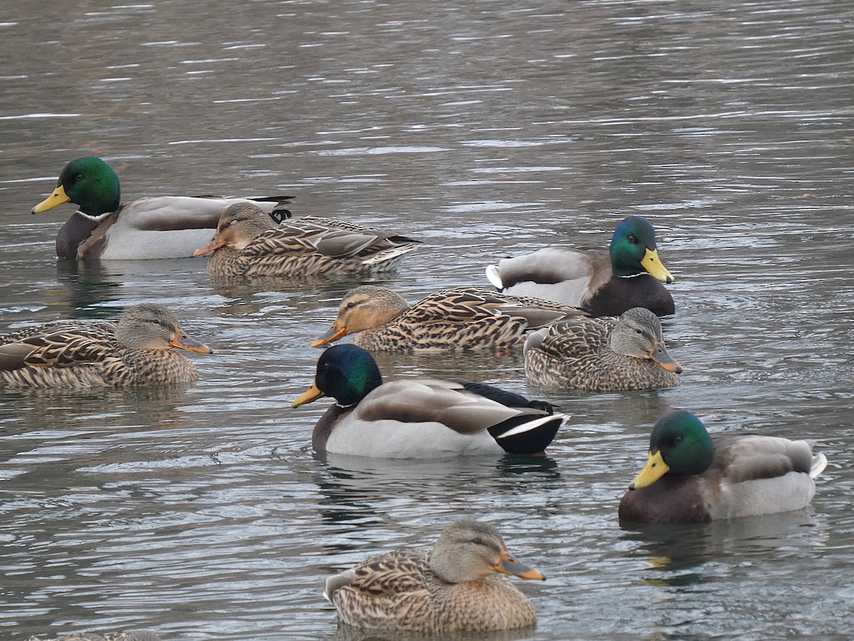 マガモ - ML646319523