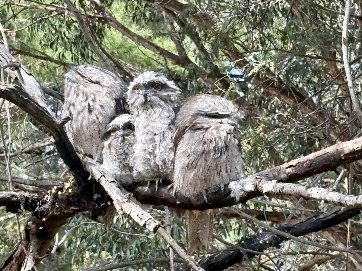 Podargo Australiano - ML646319525