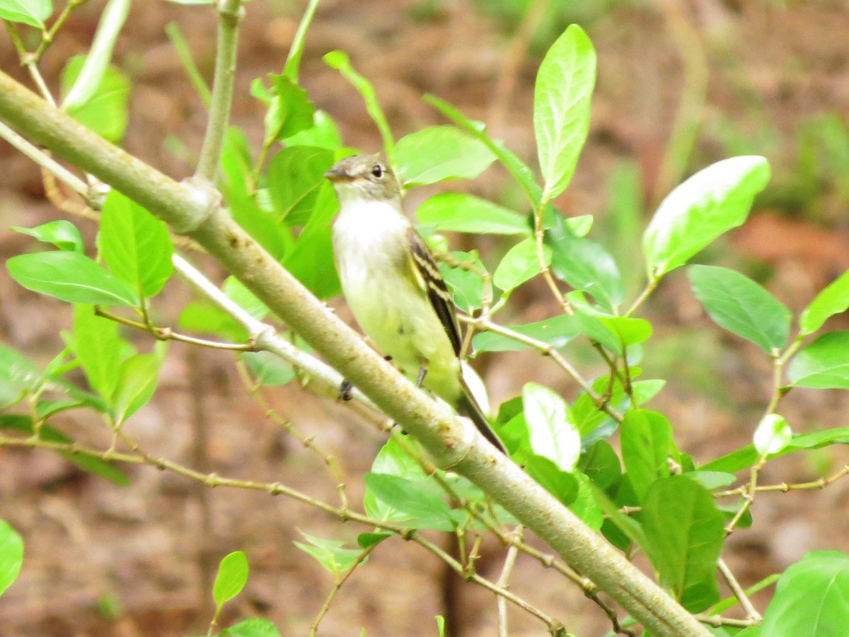 Alder Flycatcher - ML646319526