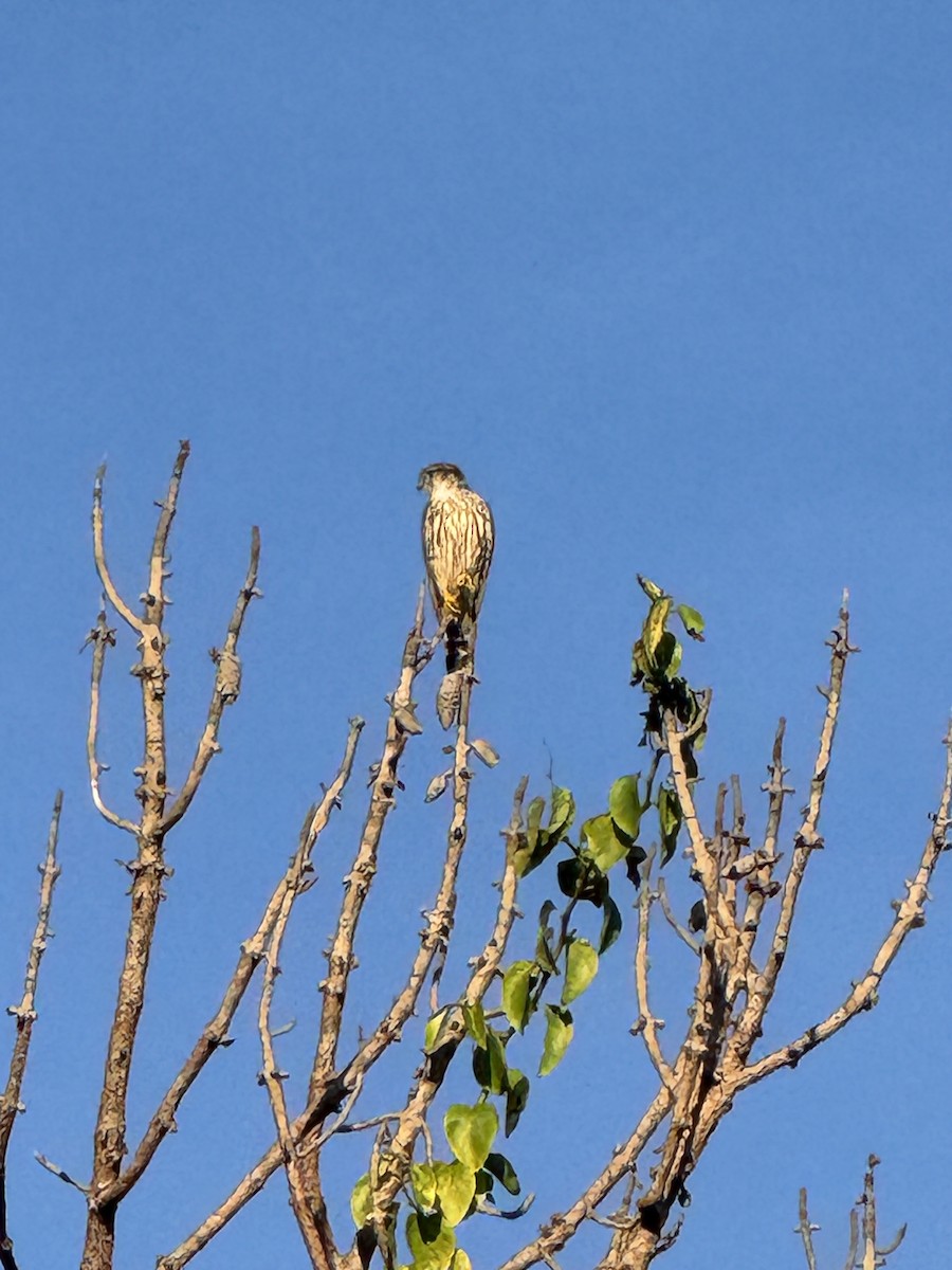 Merlin - ML646319527