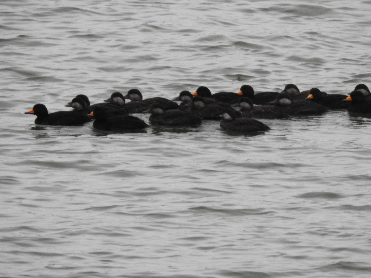 Black Scoter - ML646319528