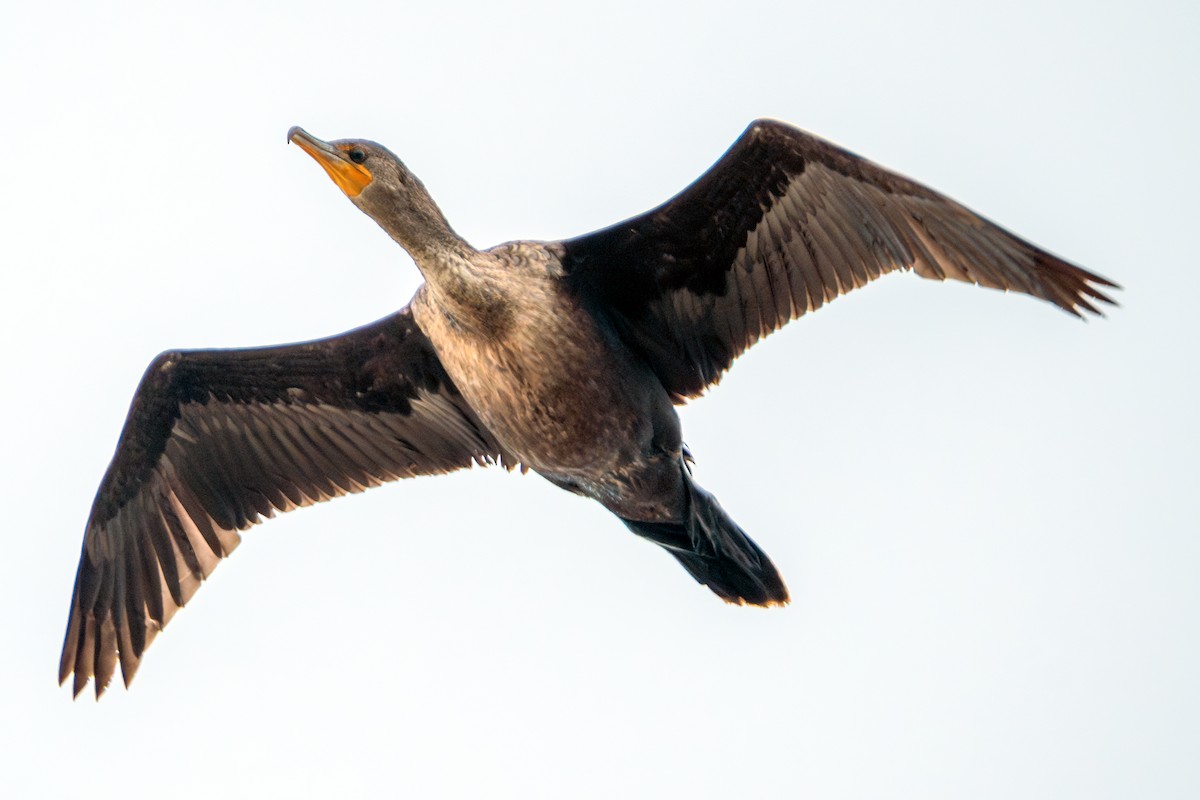 Double-crested Cormorant - ML646319529