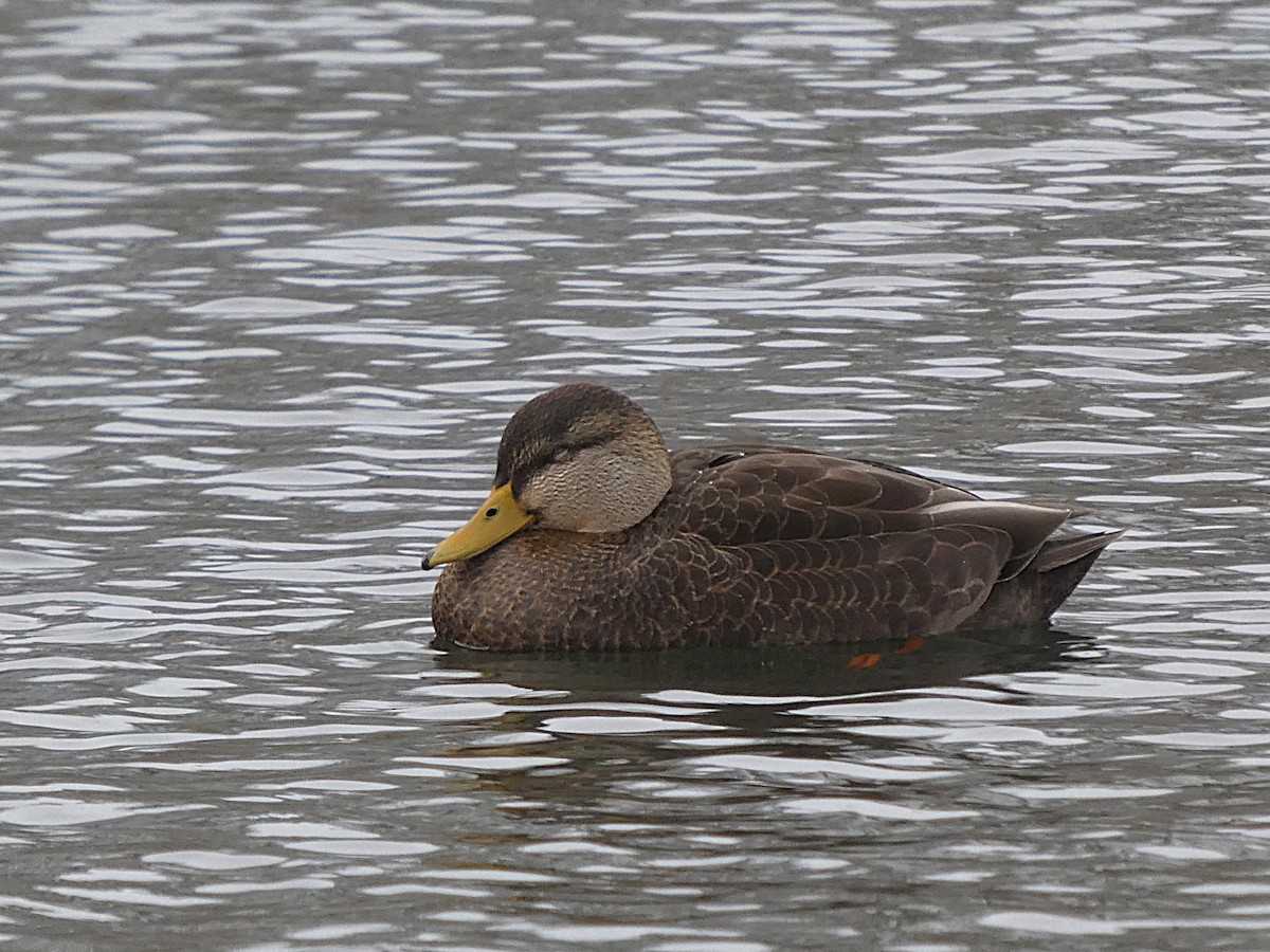 American Black Duck - ML646319544