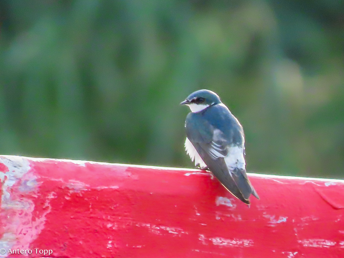 Mangrove Swallow - ML646319548