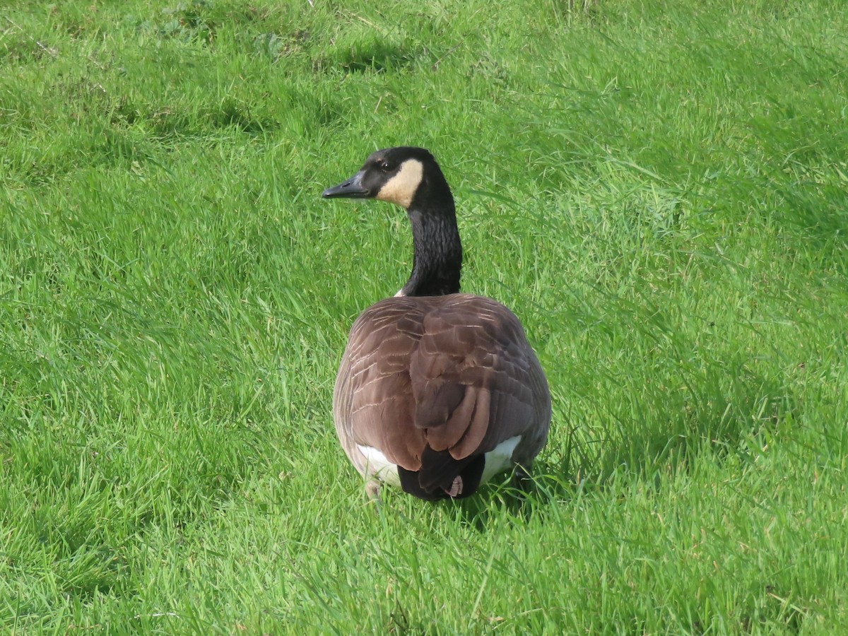 Oca canadese maggiore - ML646319549