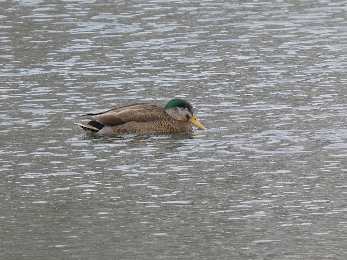 雑種 マガモ ｘ アメリカガモ - ML646319550