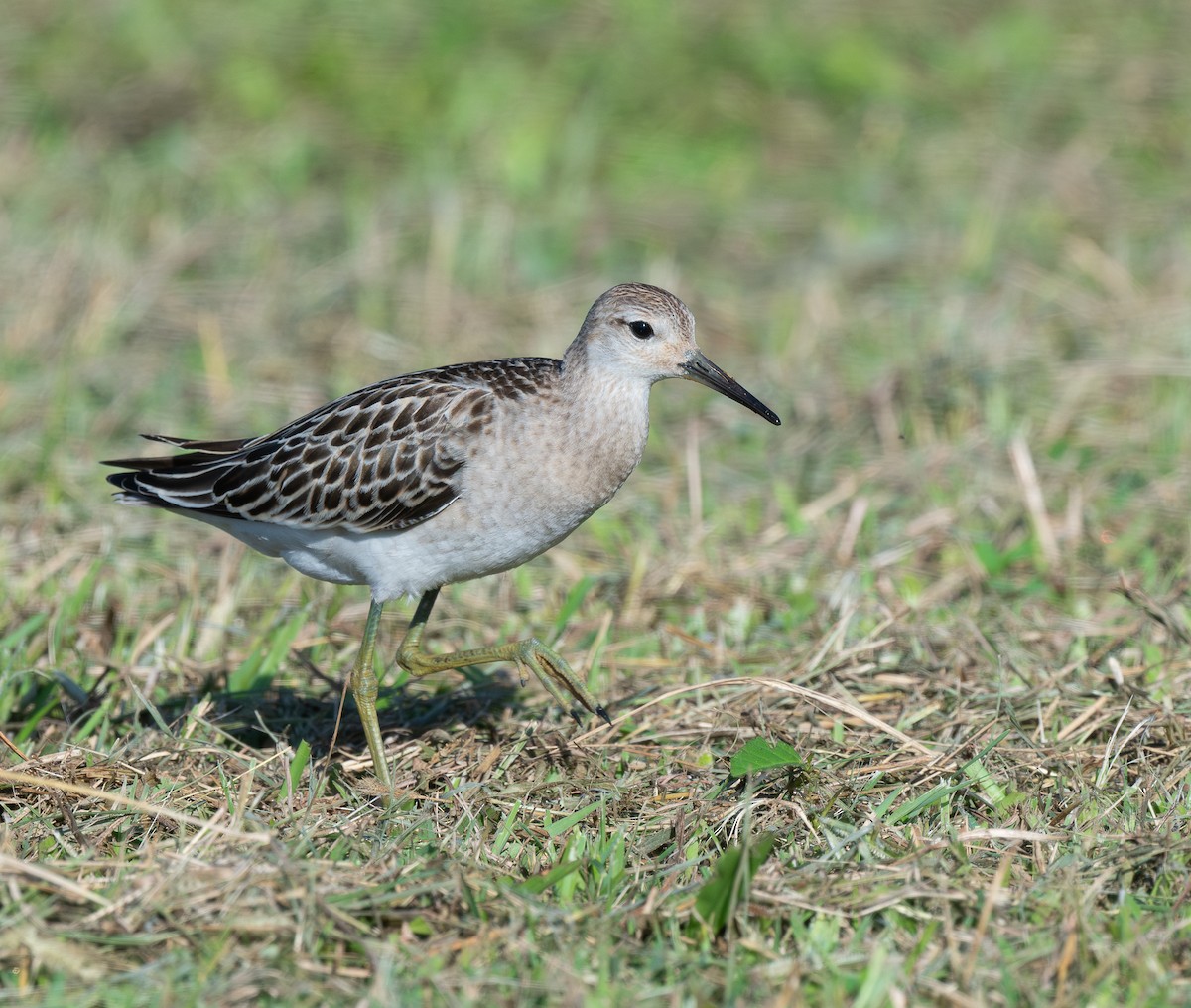 エリマキシギ - ML646319556