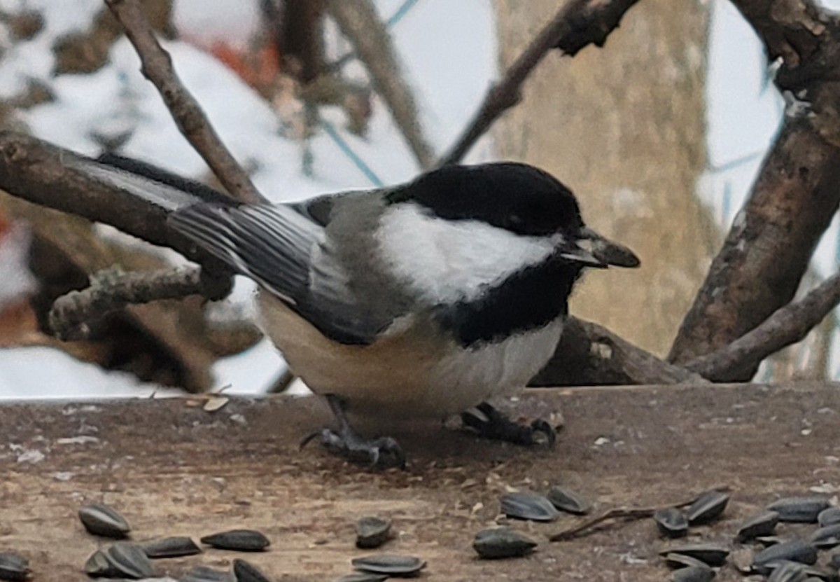 Black-capped Chickadee - ML646319569