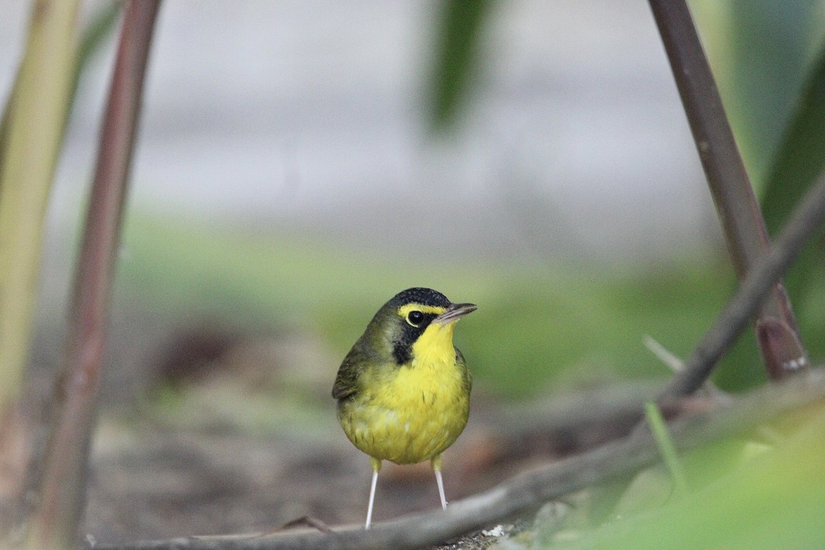 Kentucky Warbler - ML646319575