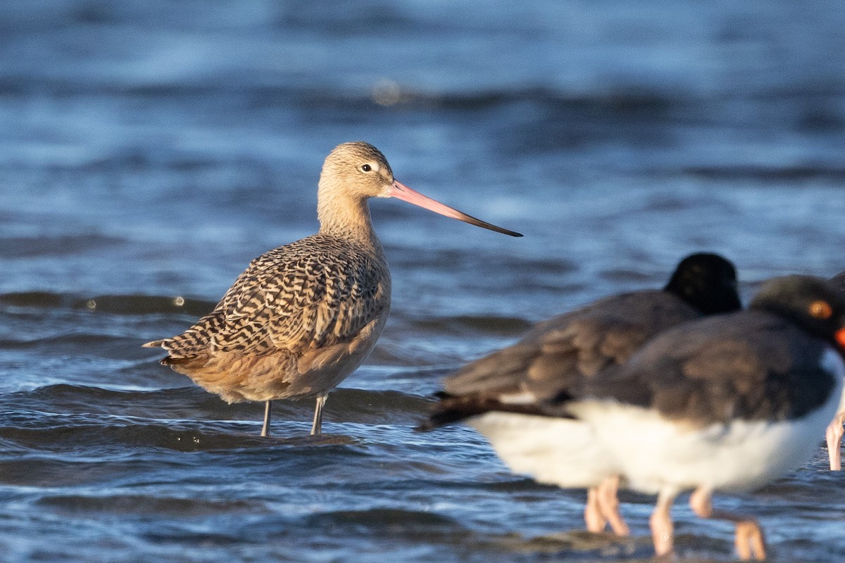 Marbled Godwit - ML646319577