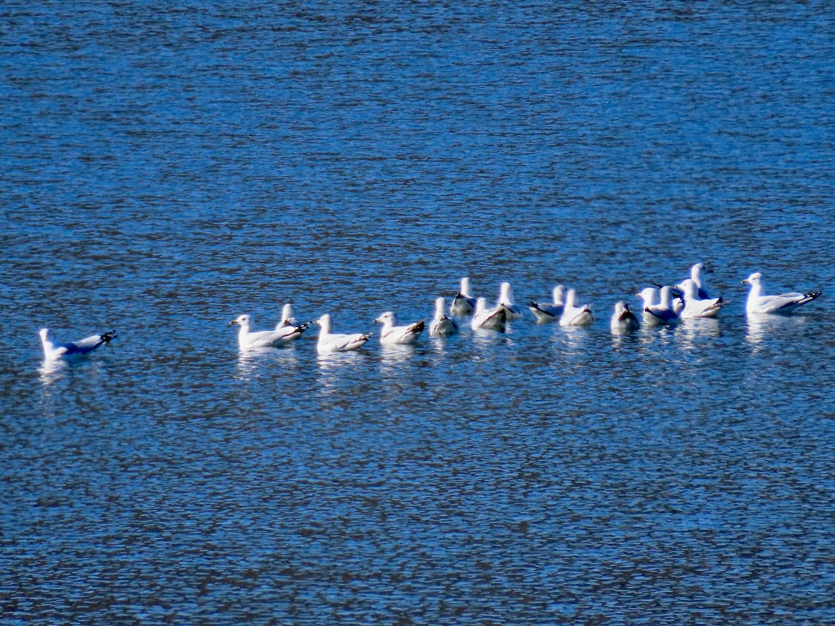 American Herring Gull - ML646319580