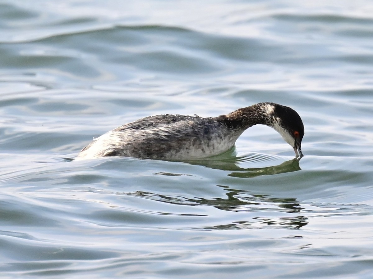 Grèbe à cou noir - ML646319581