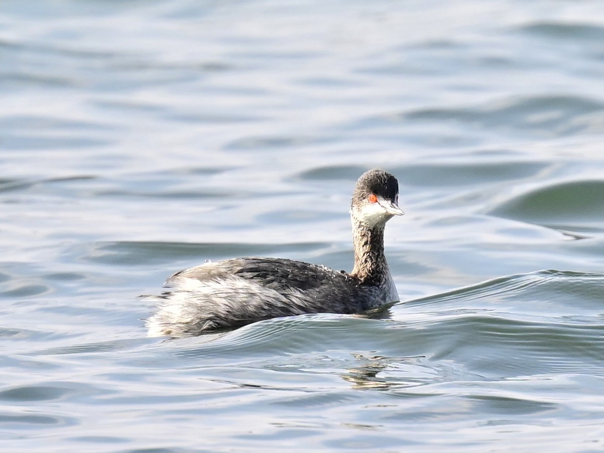 Grèbe à cou noir - ML646319582