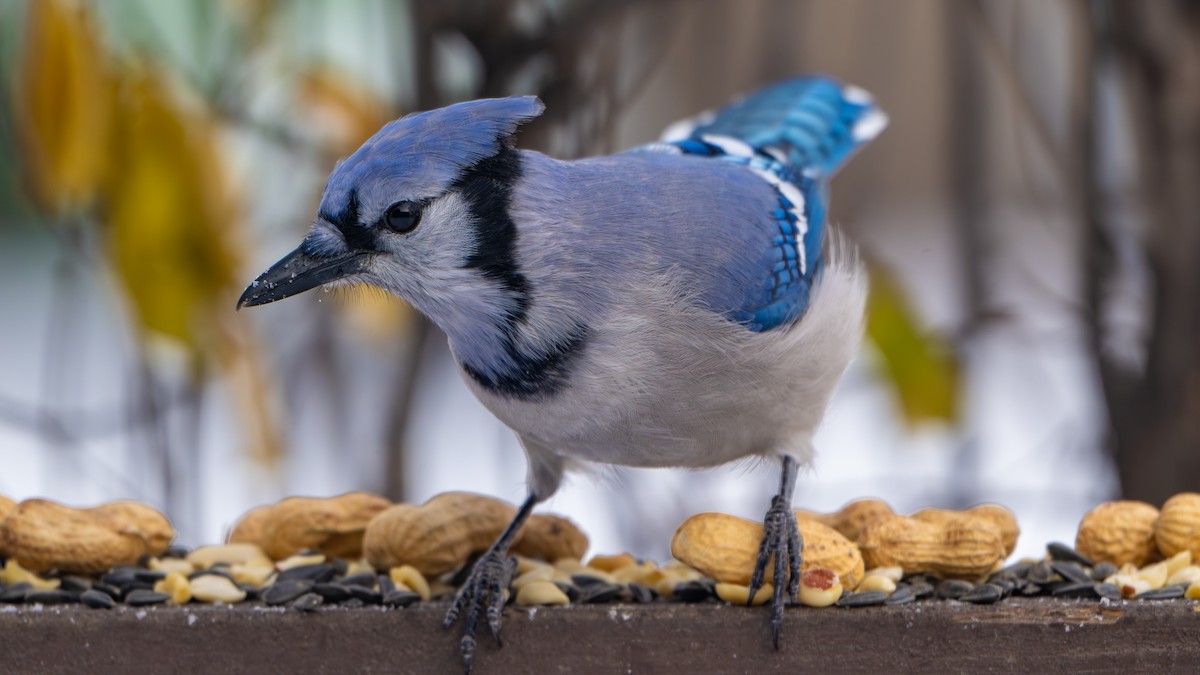 Blue Jay - ML646319584