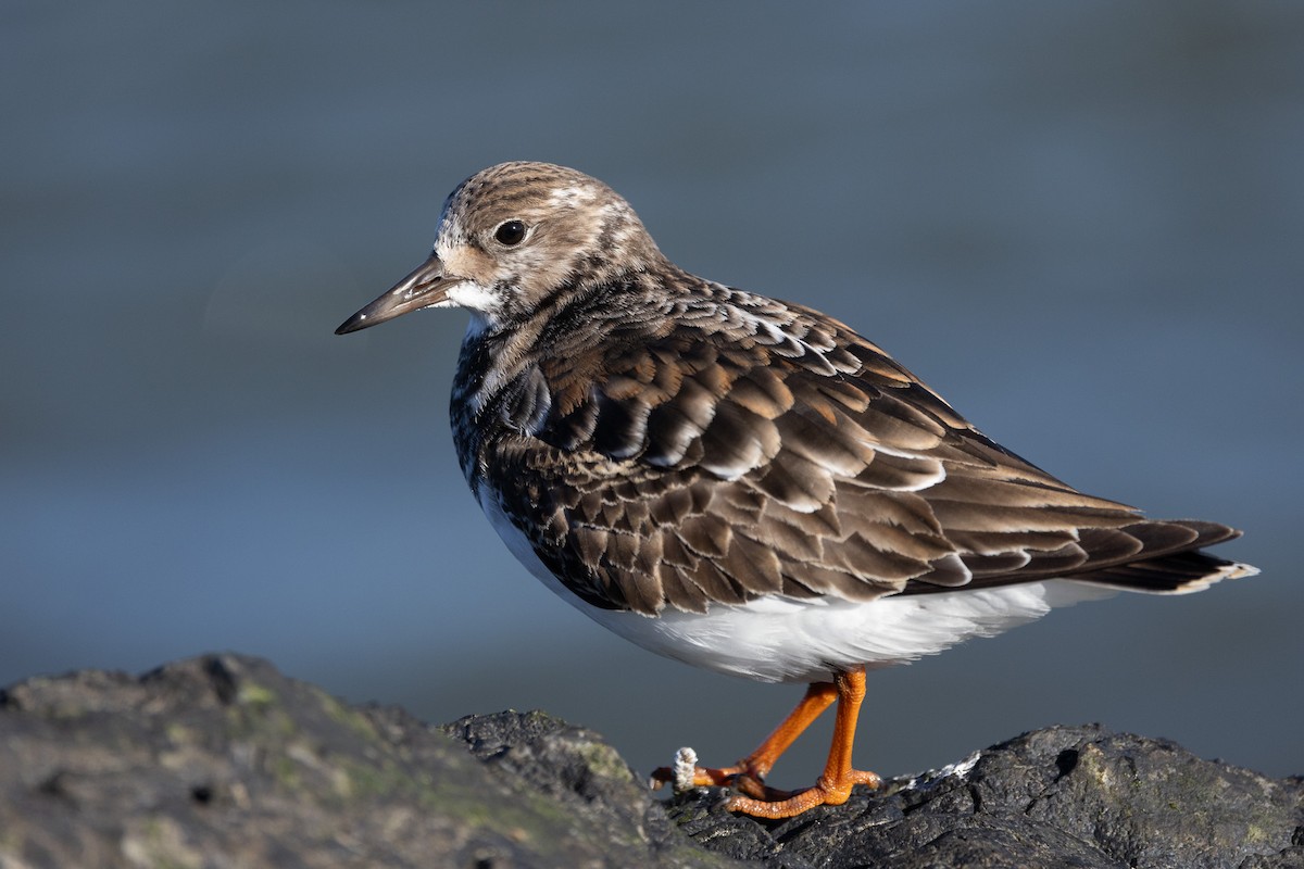 Ruddy Turnstone - ML646319585