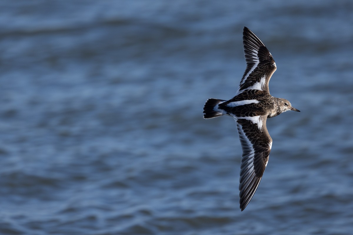 Ruddy Turnstone - ML646319586
