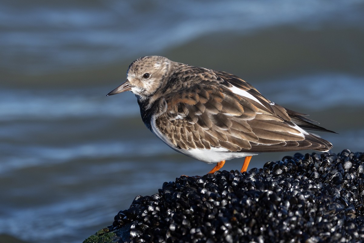 Ruddy Turnstone - ML646319587