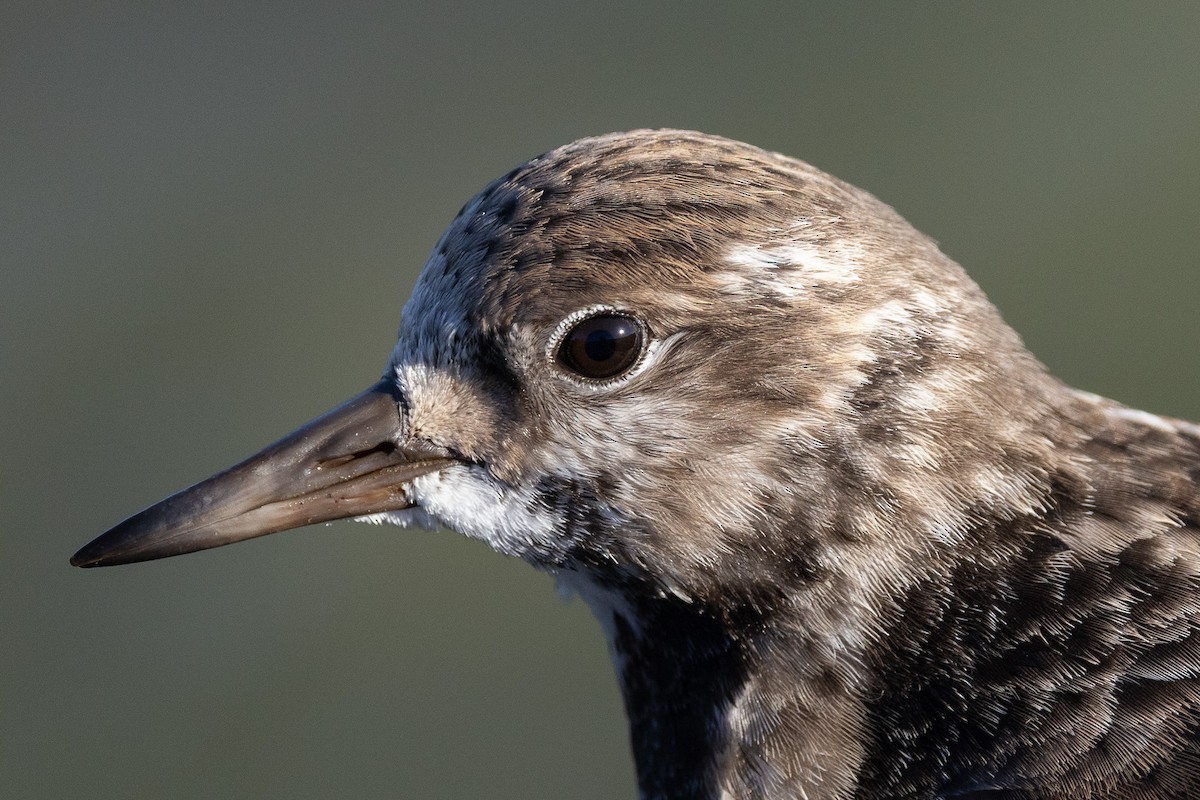 Ruddy Turnstone - ML646319588