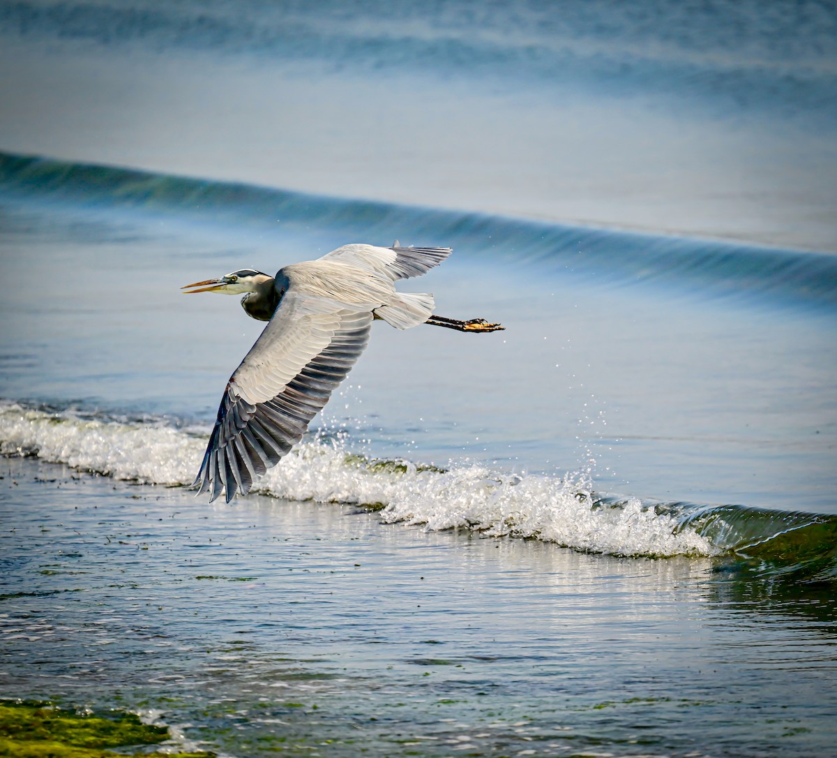 Great Blue Heron - ML646319592