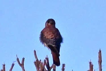 American Kestrel - ML646319593