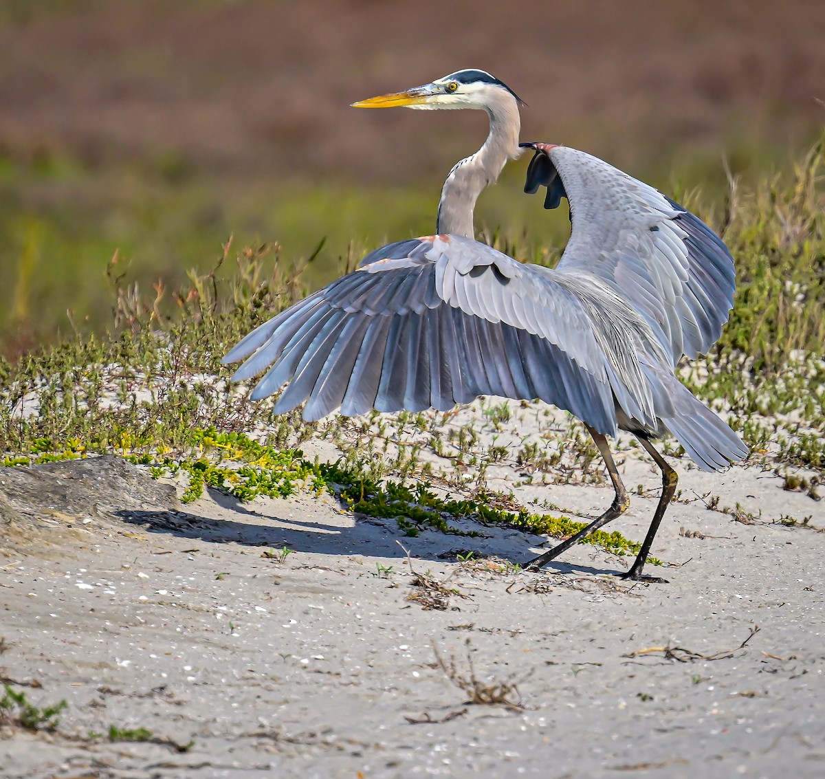 Great Blue Heron - ML646319594