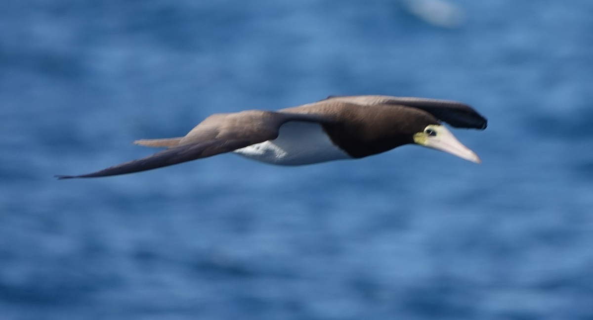 Brown Booby - ML646319595