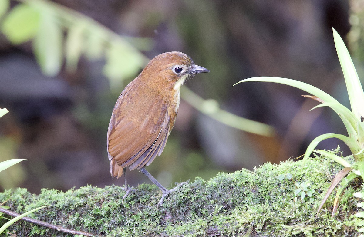 Yellow-breasted Antpitta - ML646319596